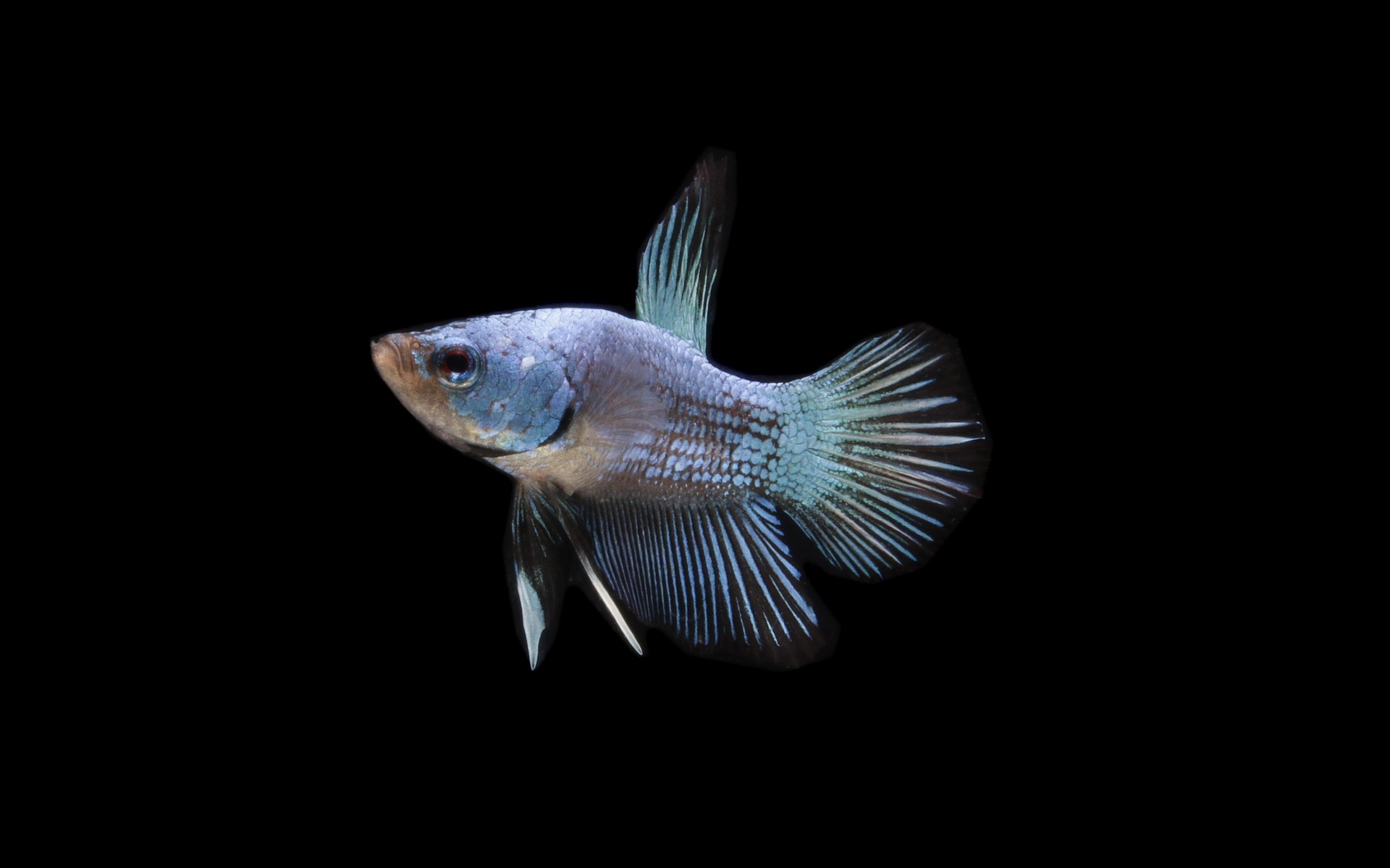 A betta fish