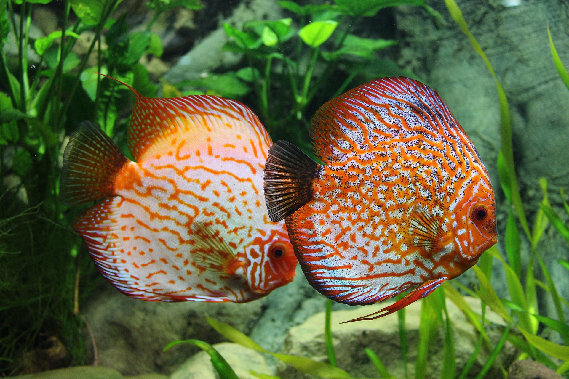 A Discus fish