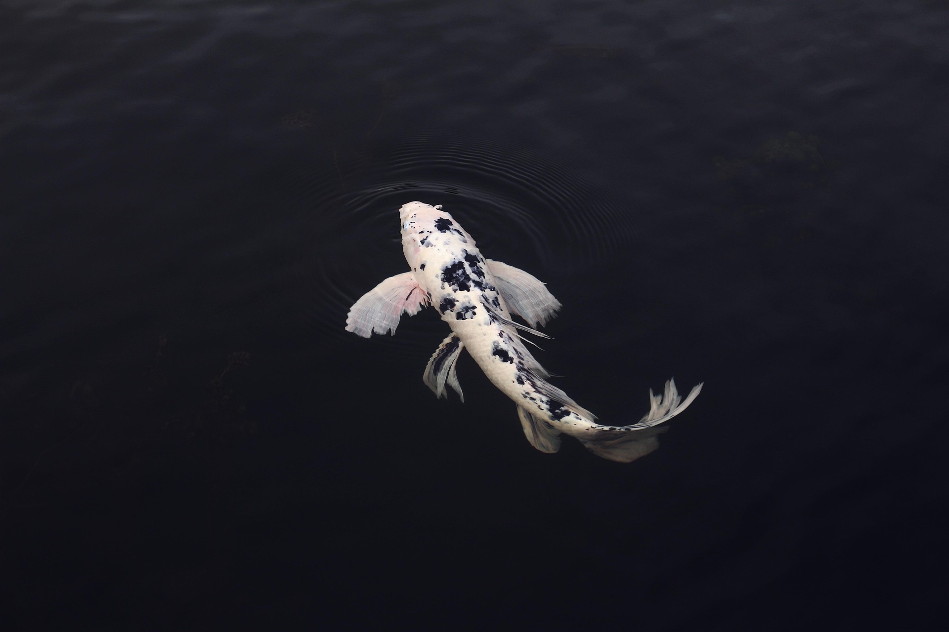 A Koi fish